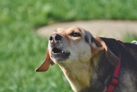 Perro ladrando