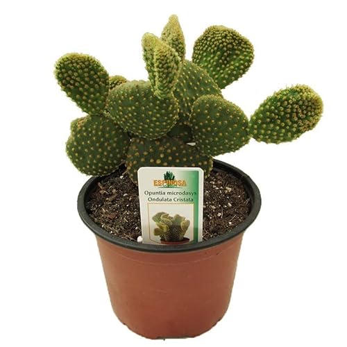 Cactus Natural para Interior y Exterior Opuntia Microdasys o Cactus Pala Bien Desarrollado