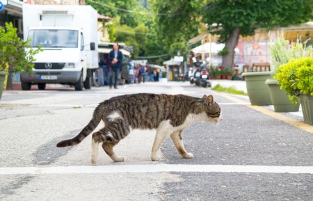Gatos Amenazan Otras Especies - Gato doméstico exótica invasora