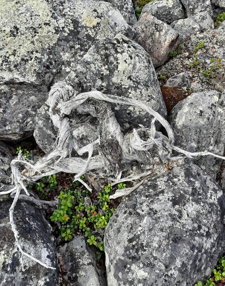 Assim encontraram Utsjoki. | Foto: UTU, Marco Carrer