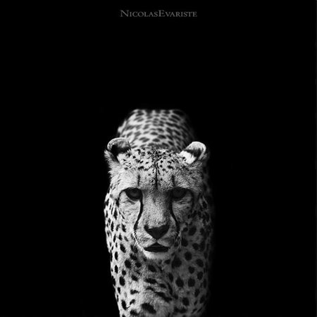 Descubriendo fotógrafos: Nicolas Evariste