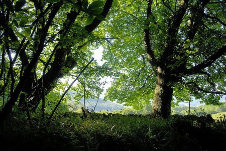 El año de los bosques