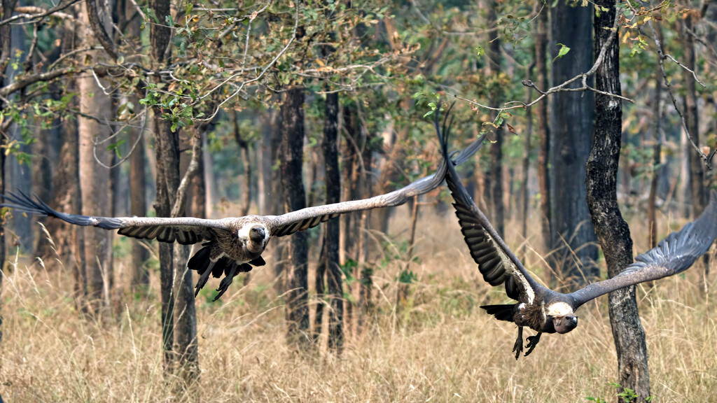 La población de buitres se ha desplomado en la India. Eso ha provocado 500.000 muertes de seres humanos