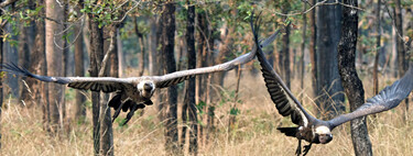 La población de buitres se ha desplomado en la India. Eso ha provocado 500.000 muertes de seres humanos