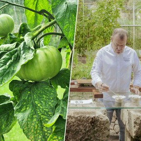 Un tomate salvado de la extinción es oficialmente murciano gracias a un periódico de 1896. Ahora se servirá en un restaurante dos estrellas Michelin 