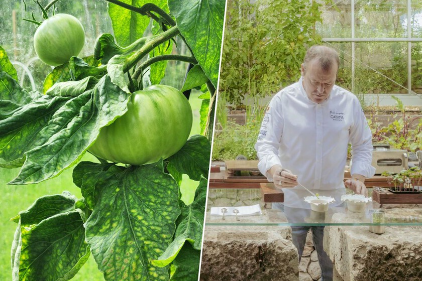 Un tomate salvado de la extinción es oficialmente murciano gracias a un periódico de 1896. Ahora se servirá en un restaurante dos estrellas Michelin