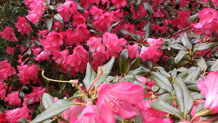 Azaleas