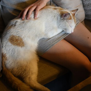 El gesto que tu gato detesta y los psicólogos recomiendan no hacer