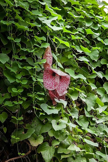 Planta trepadora