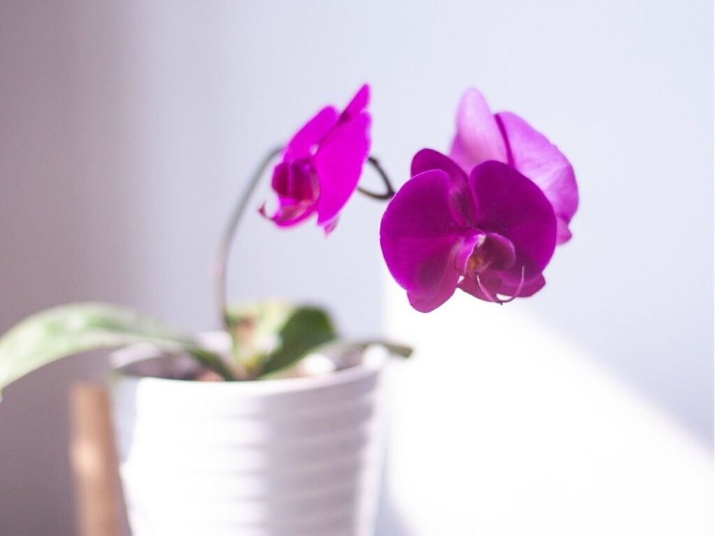 El secreto para que las orquídeas tengan hojas brillantes y vuelvan a florecer: los cuidados que recomiendan los expertos
