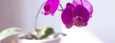 La guía definitiva para que tus orquídeas tengan hojas brillantes y vuelvan a florecer
