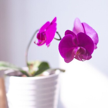 El secreto para que las orquídeas tengan hojas brillantes y vuelvan a florecer: los cuidados que recomiendan los expertos