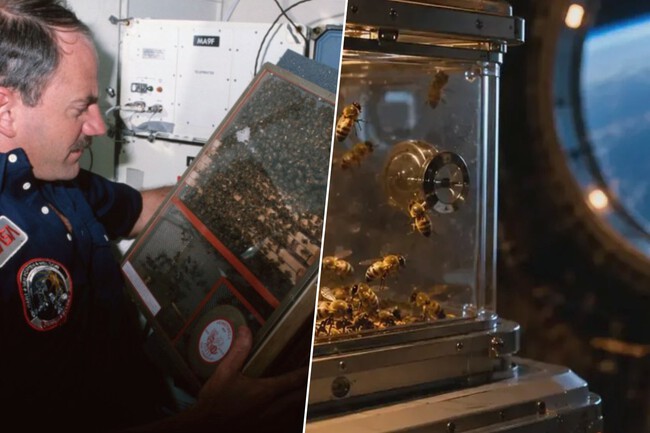 Abejas Nasa Espacio