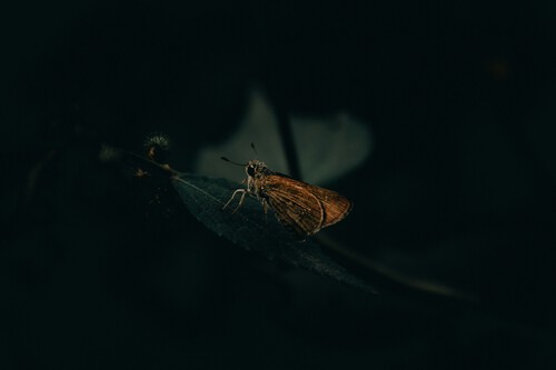 Moth