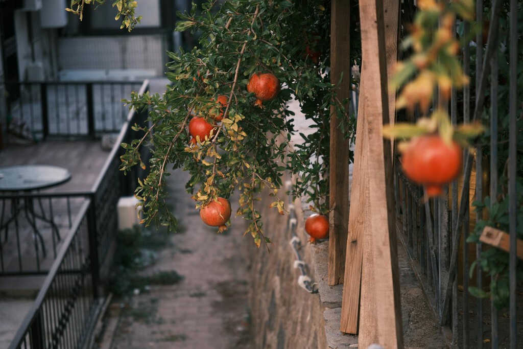 Estos son los cuatro árboles frutales que no debes tener en casa; te explicamos el porqué 
