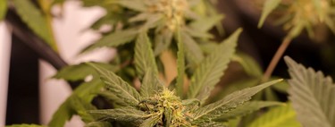 La marihuana medicinal, una nueva esperanza para tratar las crisis de niños con epilepsia