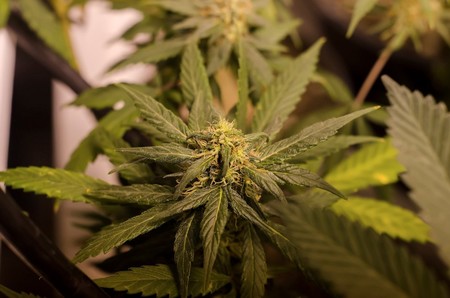 La marihuana medicinal, una nueva esperanza para tratar las crisis de niños con epilepsia