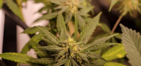 La marihuana medicinal, una nueva esperanza para tratar las crisis de niños con epilepsia