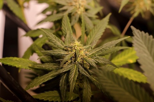 La marihuana medicinal, una nueva esperanza para tratar las crisis de niños con epilepsia
