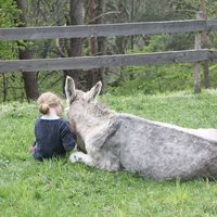 Canciones populares infantiles: 'A mi burro'