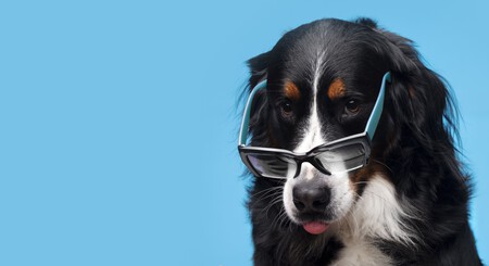 Hermoso Retrato De Mascota De Perro 2