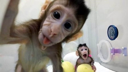 ¿Cómo lo ha hecho China para clonar monos de la misma forma que se creó la oveja Dolly?