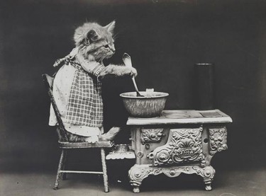 Delirantes e hilarantes fotografías de gatitos de la época victoriana 
