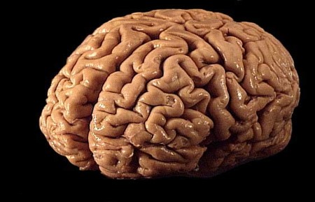 La historia de la desigualdad entre seres humanos según su inteligencia
