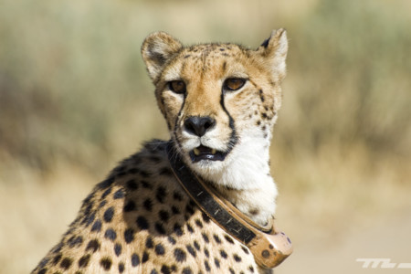 Descubriendo el interior de Namibia por carretera: 32 imágenes de una ruta inolvidable