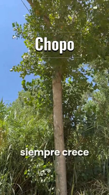 CHOPO