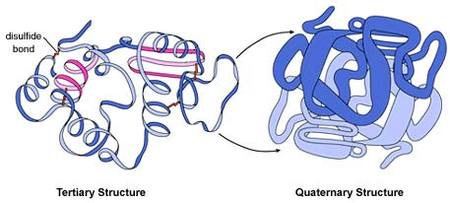 La complejísima y fundamental proteína que se dobla de mil formas