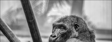 The "solution" Google's racist algorithm is for Photos to pretend gorillas don't exist