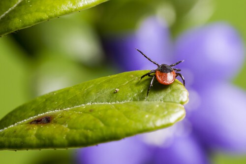 Planta contra las garrapatas