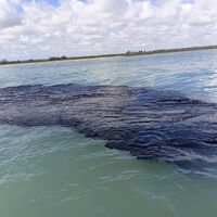 El chapopote en Veracruz ya es "un derrame petrolero sin control": Greenpeace México exige acciones inmediatas 