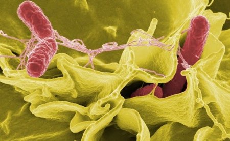 Brote de salmonelosis posiblemente causado por leche artificial
