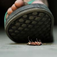 Por qué no se deben pisar las cucarachas. Ni por error lo hagas 