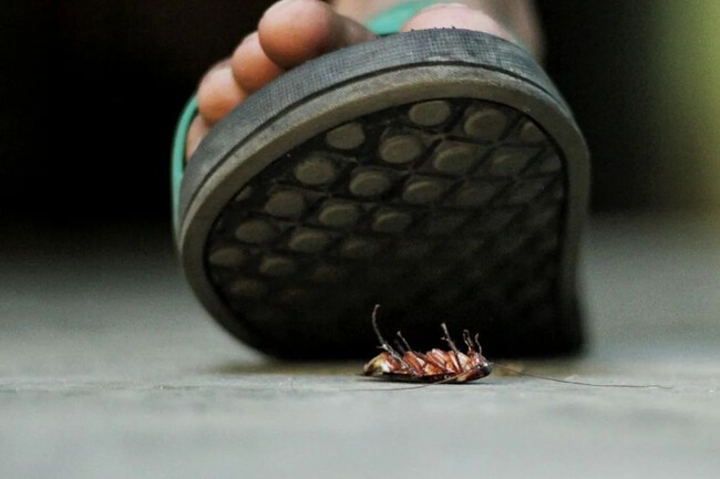Pisar Cucaracha