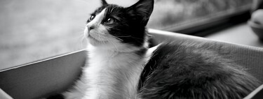 Los veterinarios lo tienen claro: el juguete perfecto para un gato no es una cuerda, sino una sencilla caja de cartón 