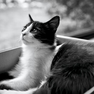 Los veterinarios lo tienen claro: el juguete perfecto para un gato no es una cuerda, sino una sencilla caja de cartón 