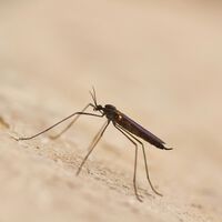 Este assassino ancestral ditou onde humanos poderiam sobreviver, ou não, na África durante 74 mil anos: o mosquito