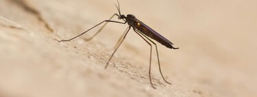 Este assassino ancestral ditou onde humanos poderiam sobreviver, ou não, na África durante 74 mil anos: o mosquito