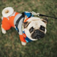 Llevar a tu mascota de forma más cómoda y segura que con una vieja correa para perros, es posible 