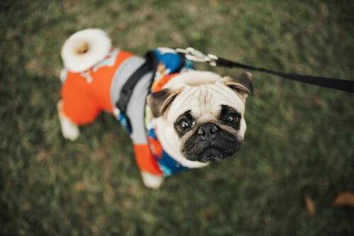 Free Photo Of Animal Perro Mascota Mono