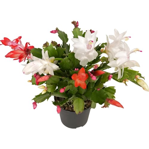 Cactus de Navidad Schlumbergera Planta de Interior Resistente