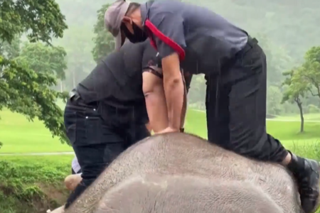 elefante-reanimación-tailandia