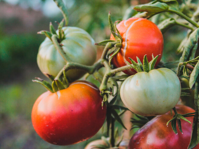 Tomate Grietas