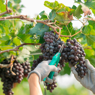 Un 2025 de beber para olvidar en el vino español: aranceles, menos producción y menos consumo interno