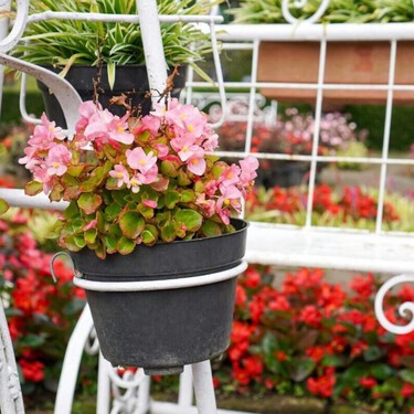 La planta elegante que está sustituyendo a geranios y petunias en los balcones pequeños esta primavera 
