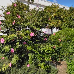 Foto 12 de 39 de la galería fotos-tomadas-con-el-nokia-2-1 en Xataka Móvil