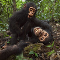 O humano teve a quem puxar? Chimpanzés selvagens consomem bem mais álcool do que o esperado, estudo descobre 